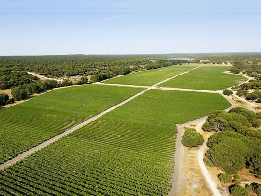 HERDADE DA COMPORTA  - Joule